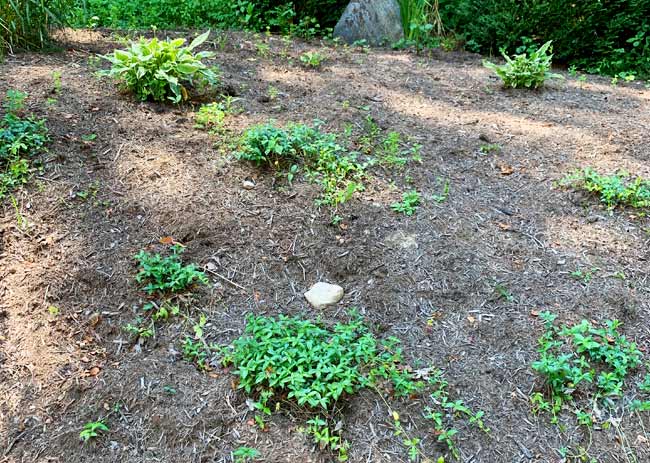 Vinca on a Slope