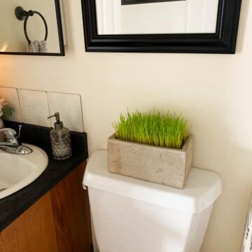 Cat Grass in Platner in Bathroom