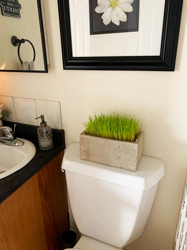 Cat Grass in Platner in Bathroom