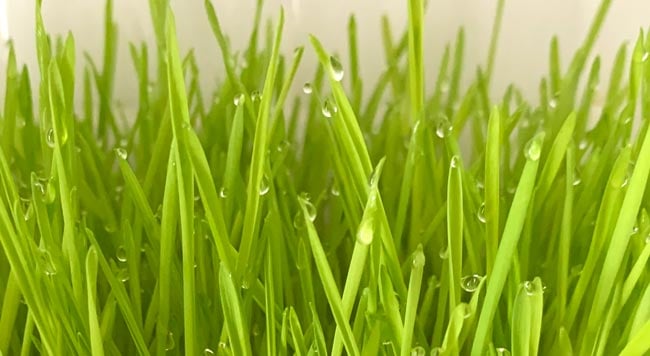 Cat grass with dew