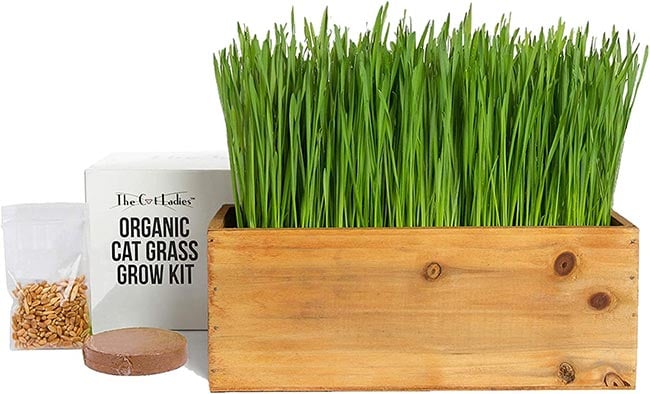 Cat Grass Planter Kit with Seeds