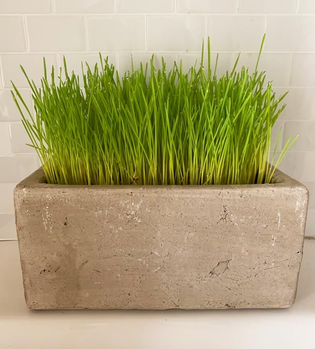 Cat Grass in a Planter