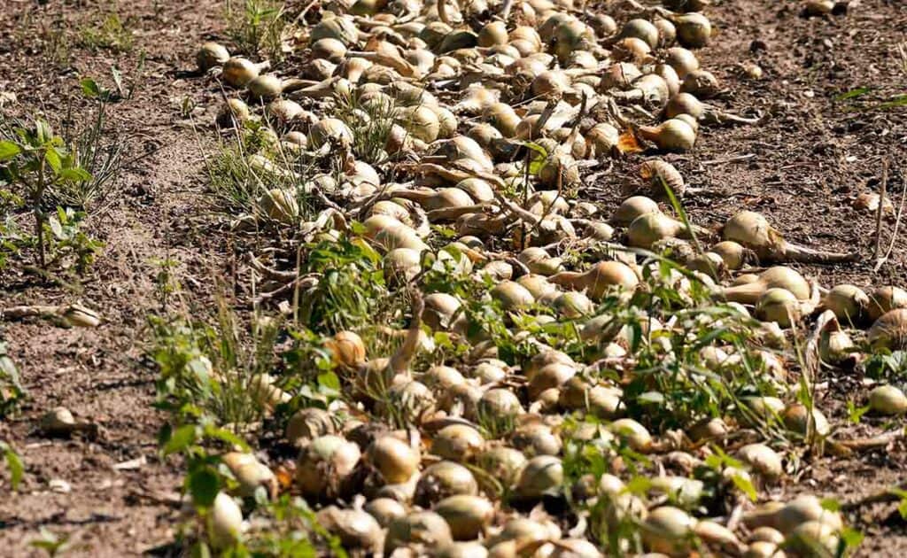 Curing onions