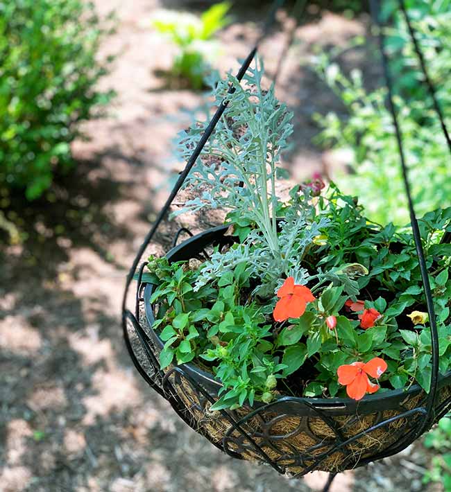 Hanging Basket