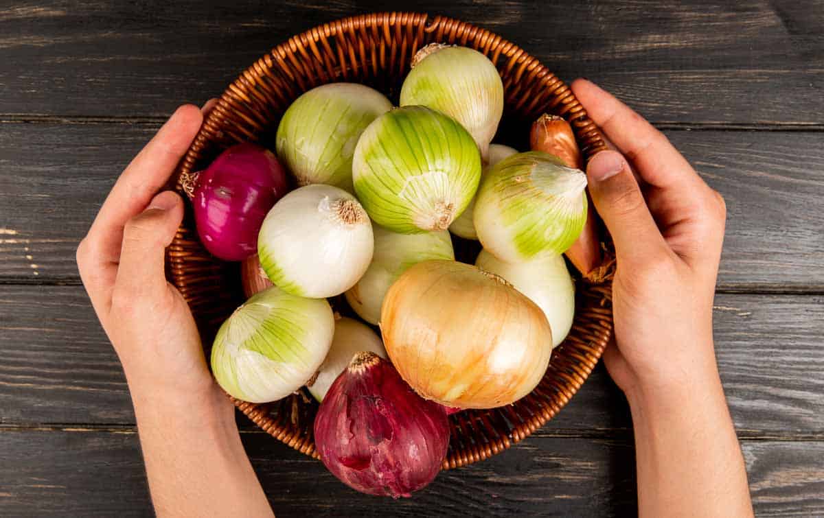 Harvested onions - red, yellow and white