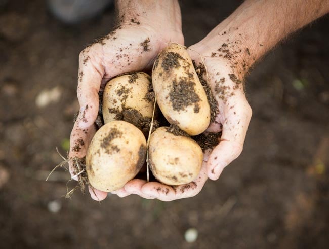 Holding Potatoes