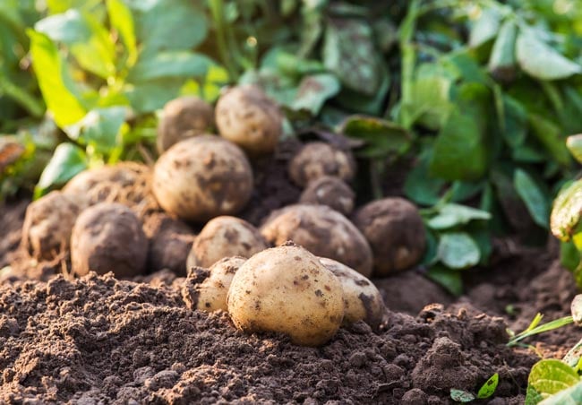 Harvested Potatoes