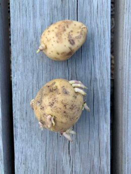 How to Plant a Sprouted Potato - Mighty Mrs Super Easy Recipes