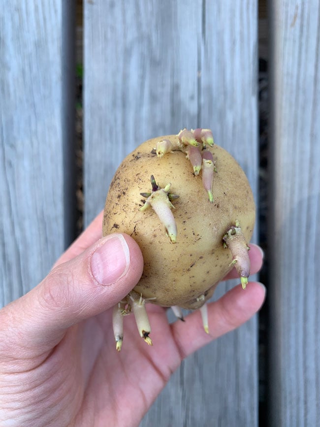 Sprouted Potato