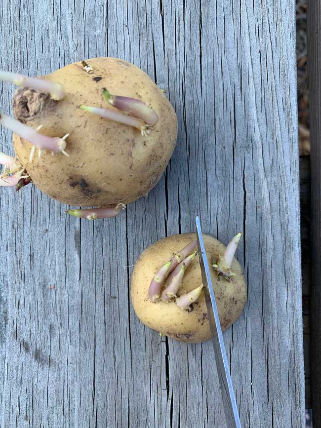 Cutting Potato Sprouts