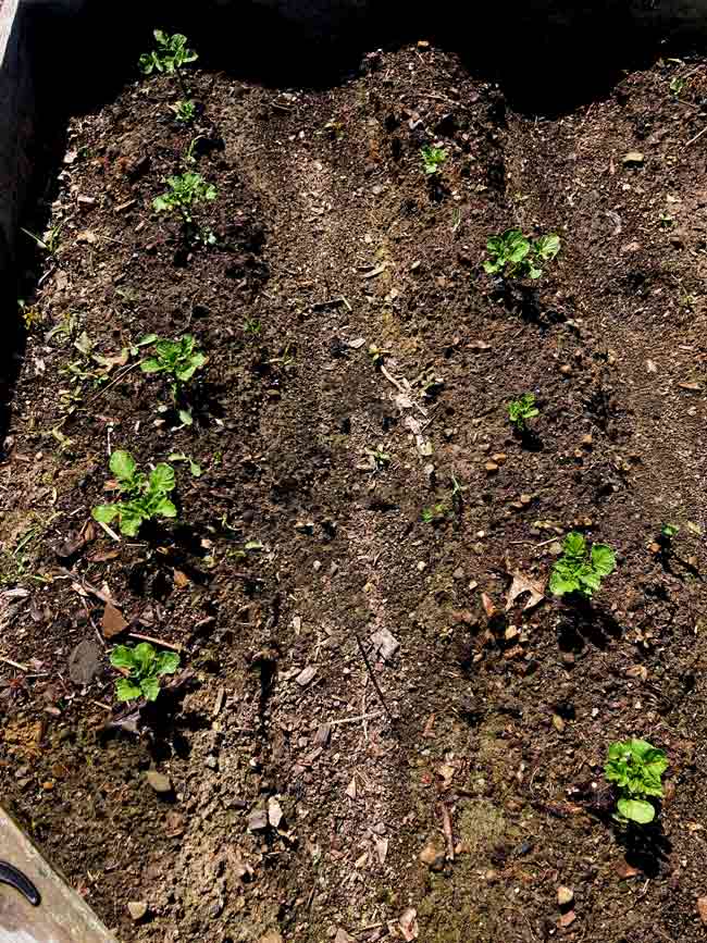 Potato plants in mounds of soil