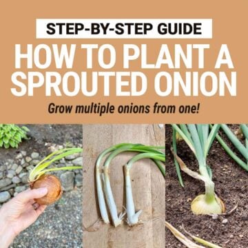 How to Plant Sprouted Onions: Step-by-Step Guide