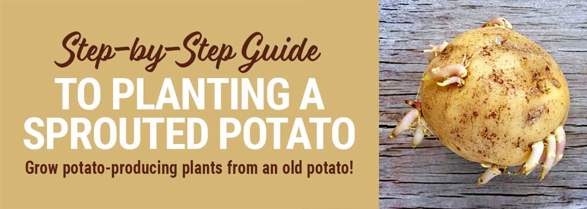 Step-by-Step Guide How to Plant a Sprouted Potato