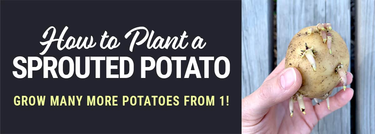 How to Plant a Sprouted Potato