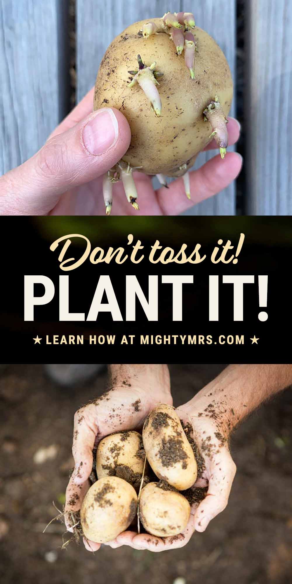 How to Plant a Sprouted Potato