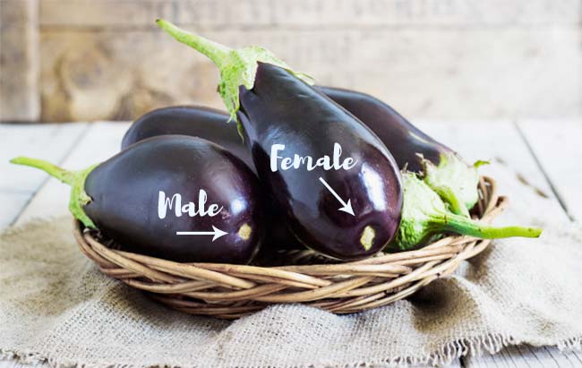 Male and Female Eggplants