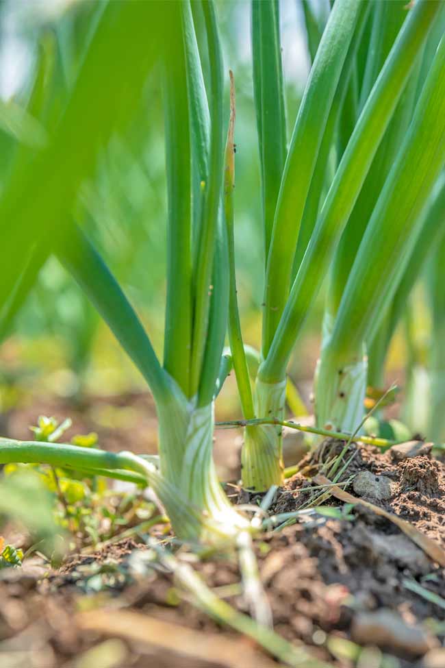 Onion Plants