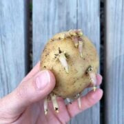 Sprouted Potato - How to plant and regrow