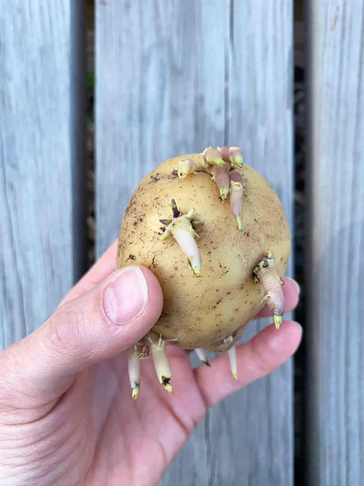 Gardening :: Seed Potatoes :: Summer Planting :: Potato Grow Bag