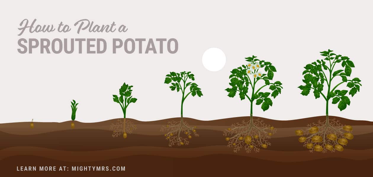 Planting a Sprouted Potato - Growth Cycle