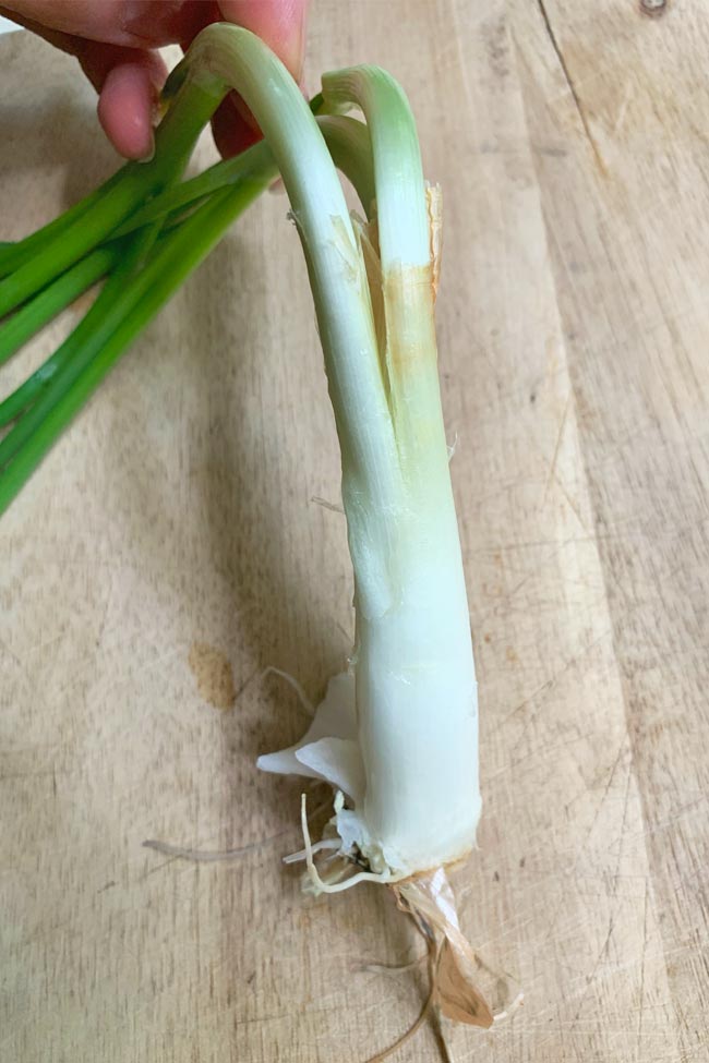 Center of Peeled Sprouted Onion 