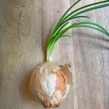Sprouted Onion