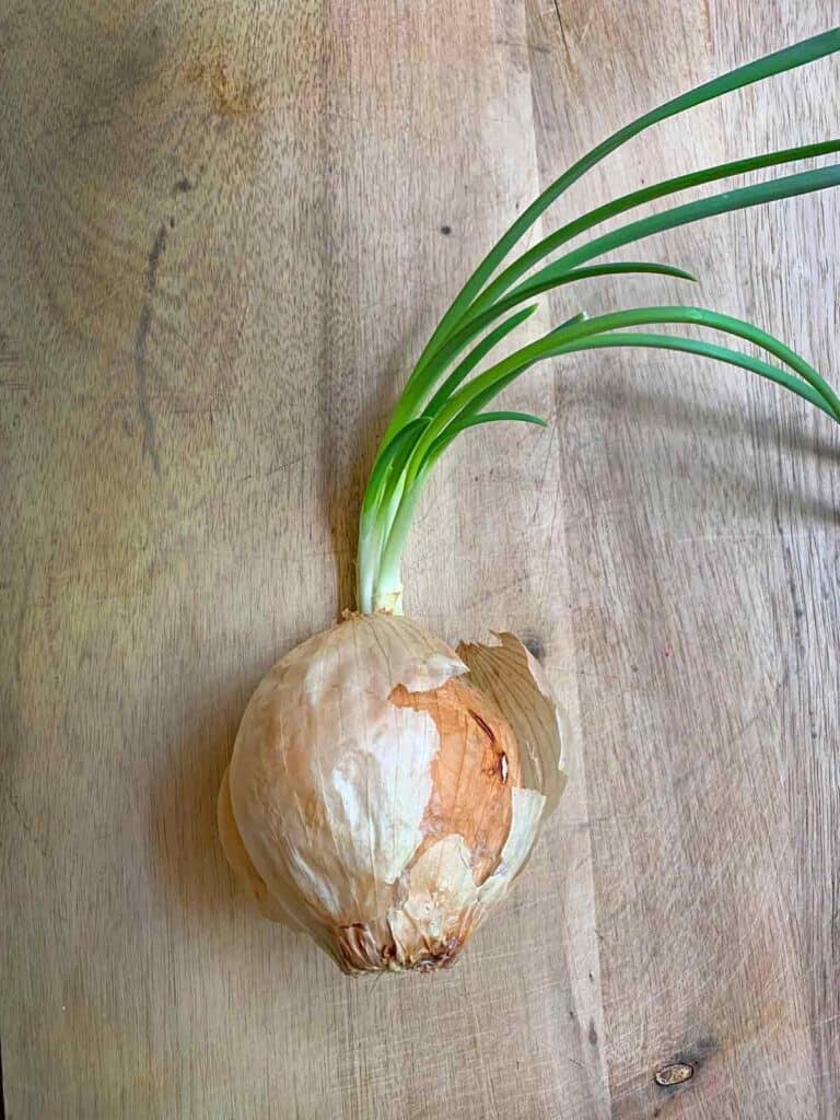 Sprouted Onion