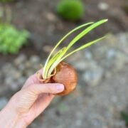 How to Plant a Sprouted Onion