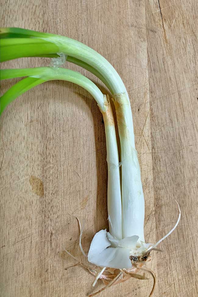 Two plants inside sprouted onion