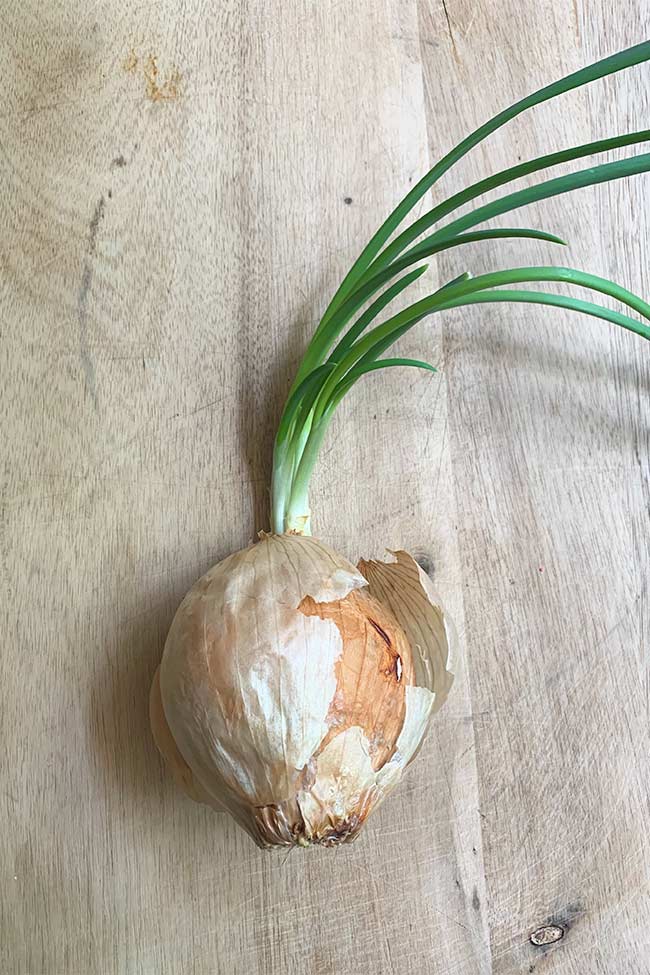 Sprouted Onion