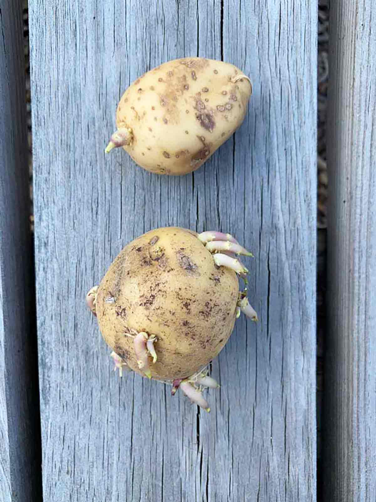 Sprouted Potatoes